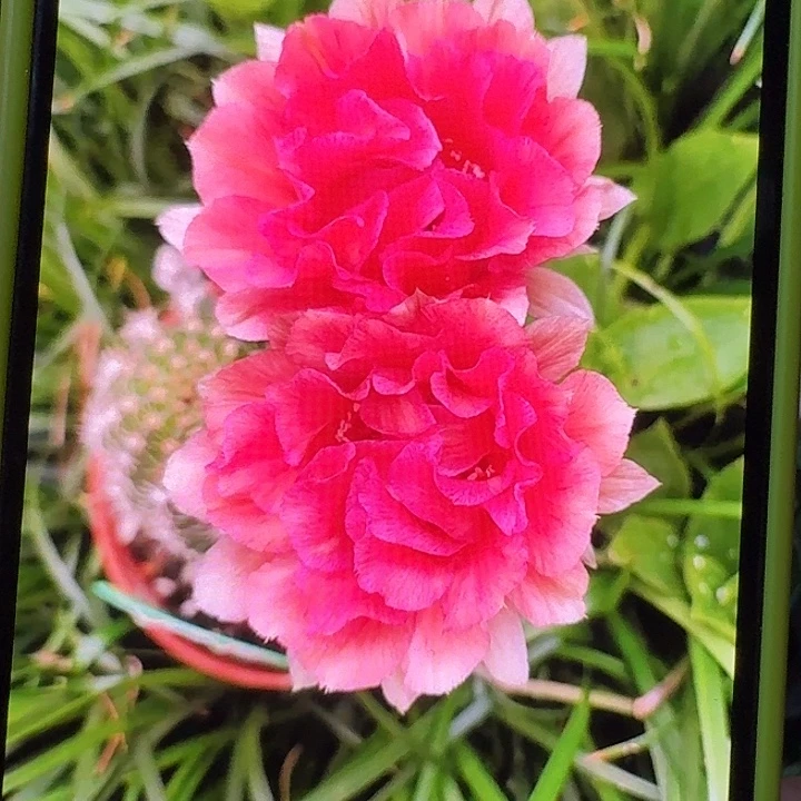 红卷卷侧牙一颗，开花美