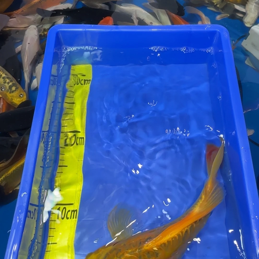 中国大陆德系大金龙精品一条