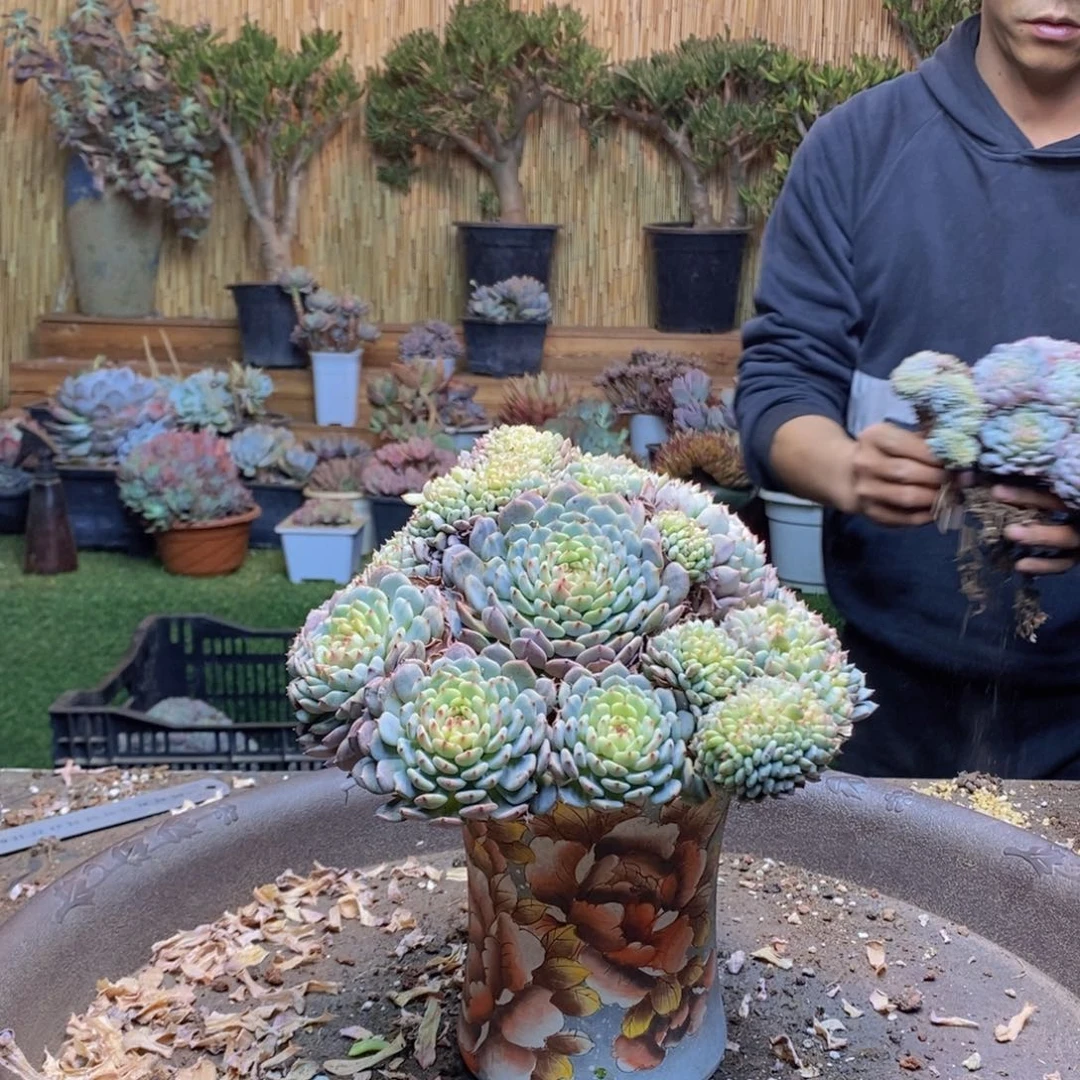 6*8C59 号白胖子多肉