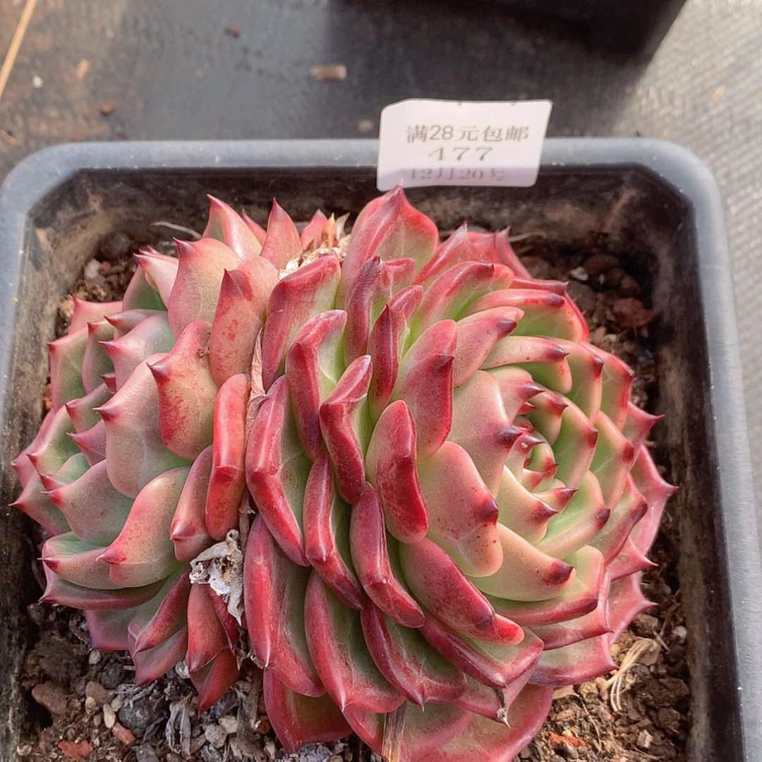 【闪购商品】云447号