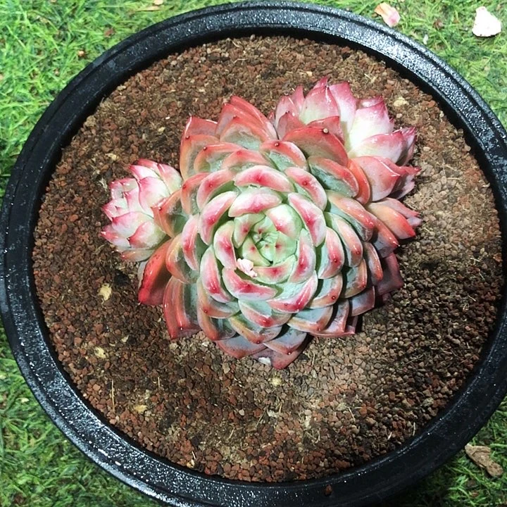 红鸾大群多肉植物