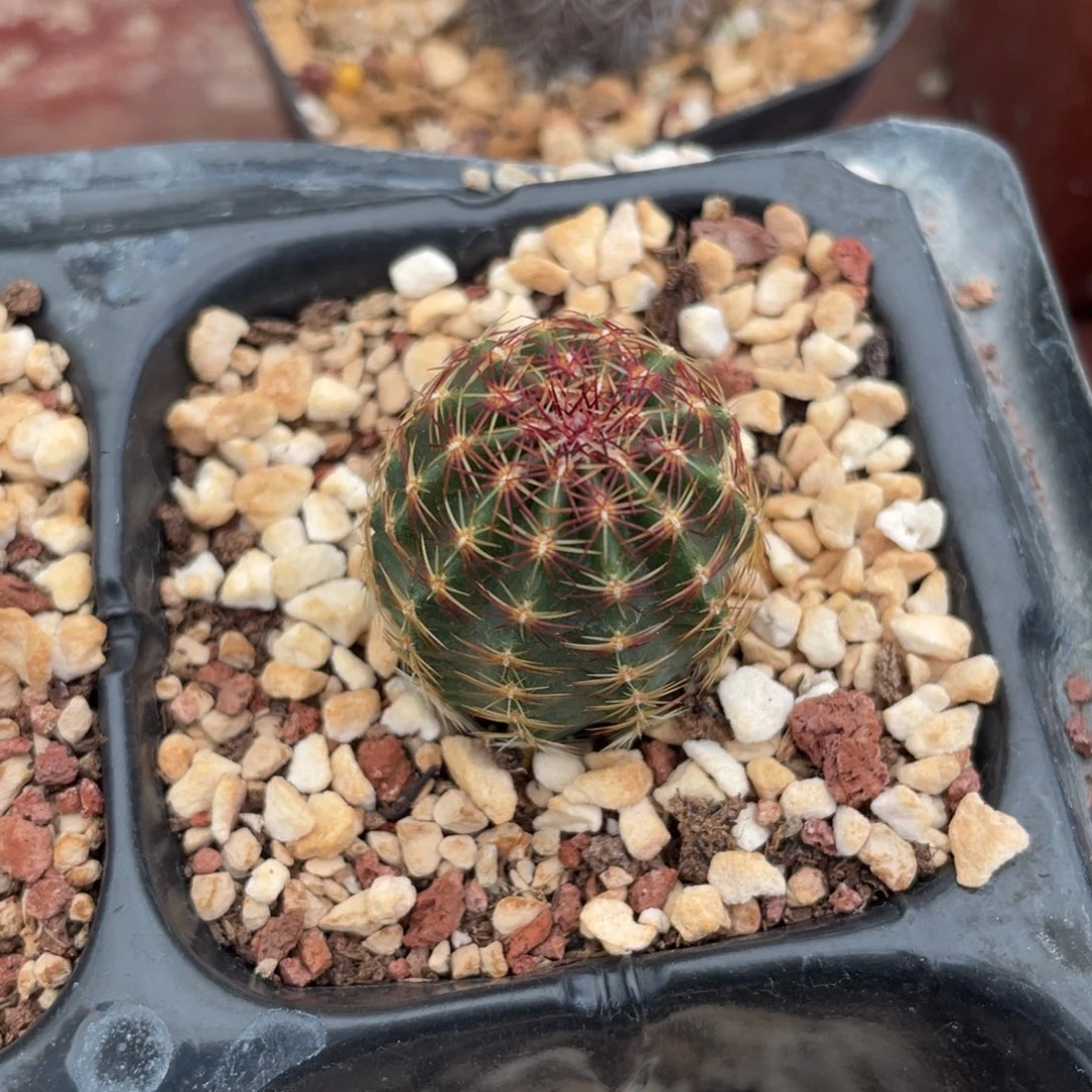 鹿角柱实生仙人球青花虾