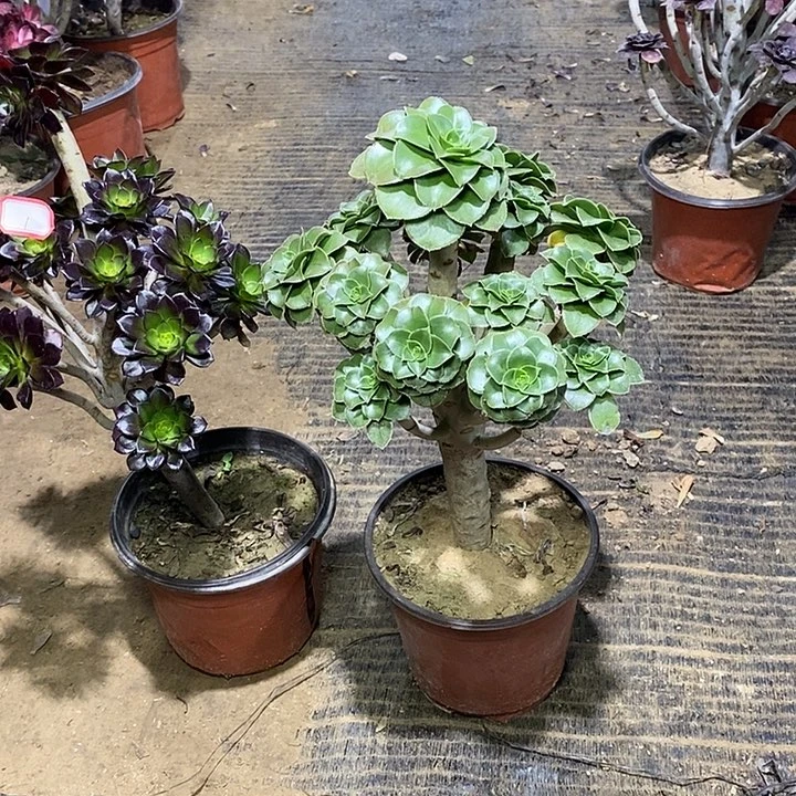 1，2颗多肉法师多肉法师