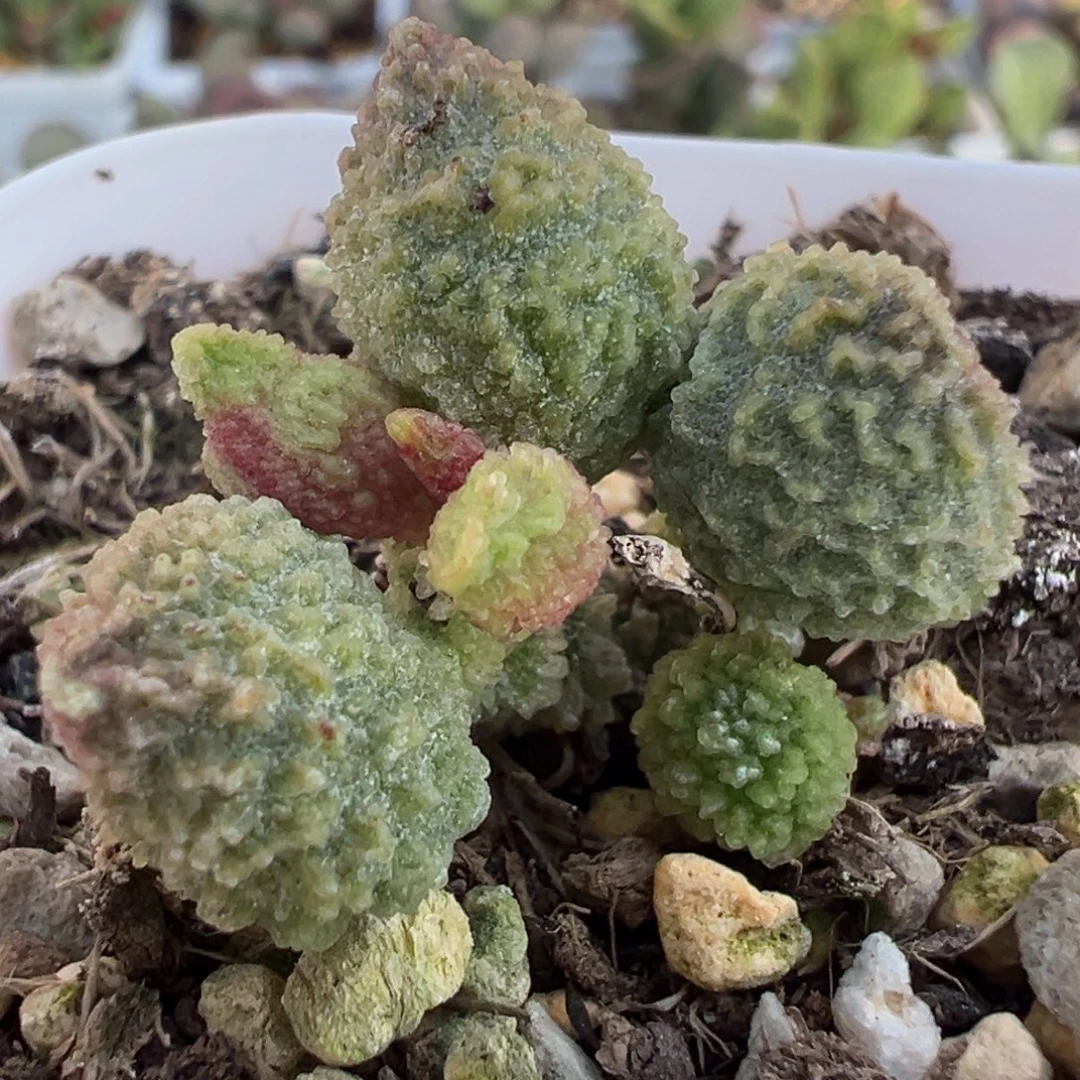 丸叶翠绿石多肉植物水泡多肉植物