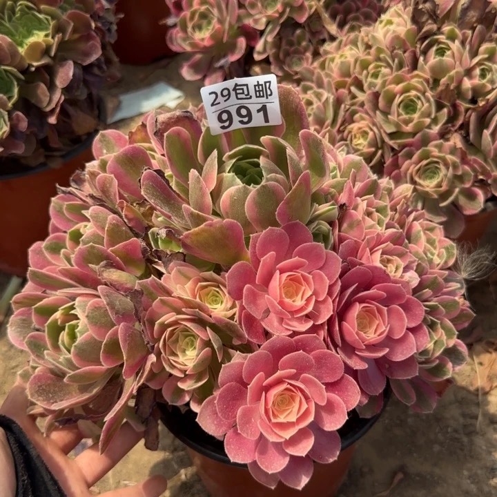 妖月……多肉植物……