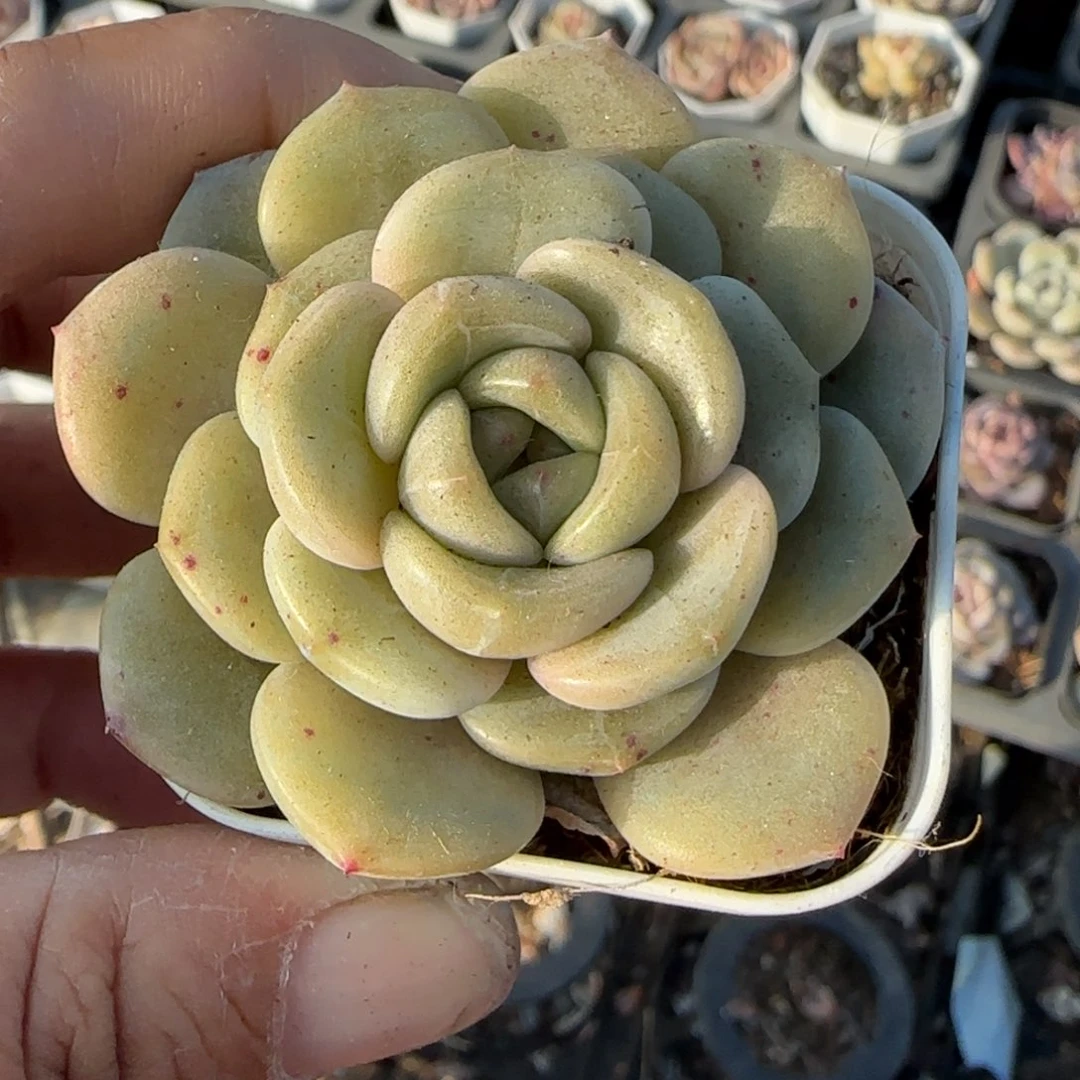 多肉小卡拉米糖心一物一拍