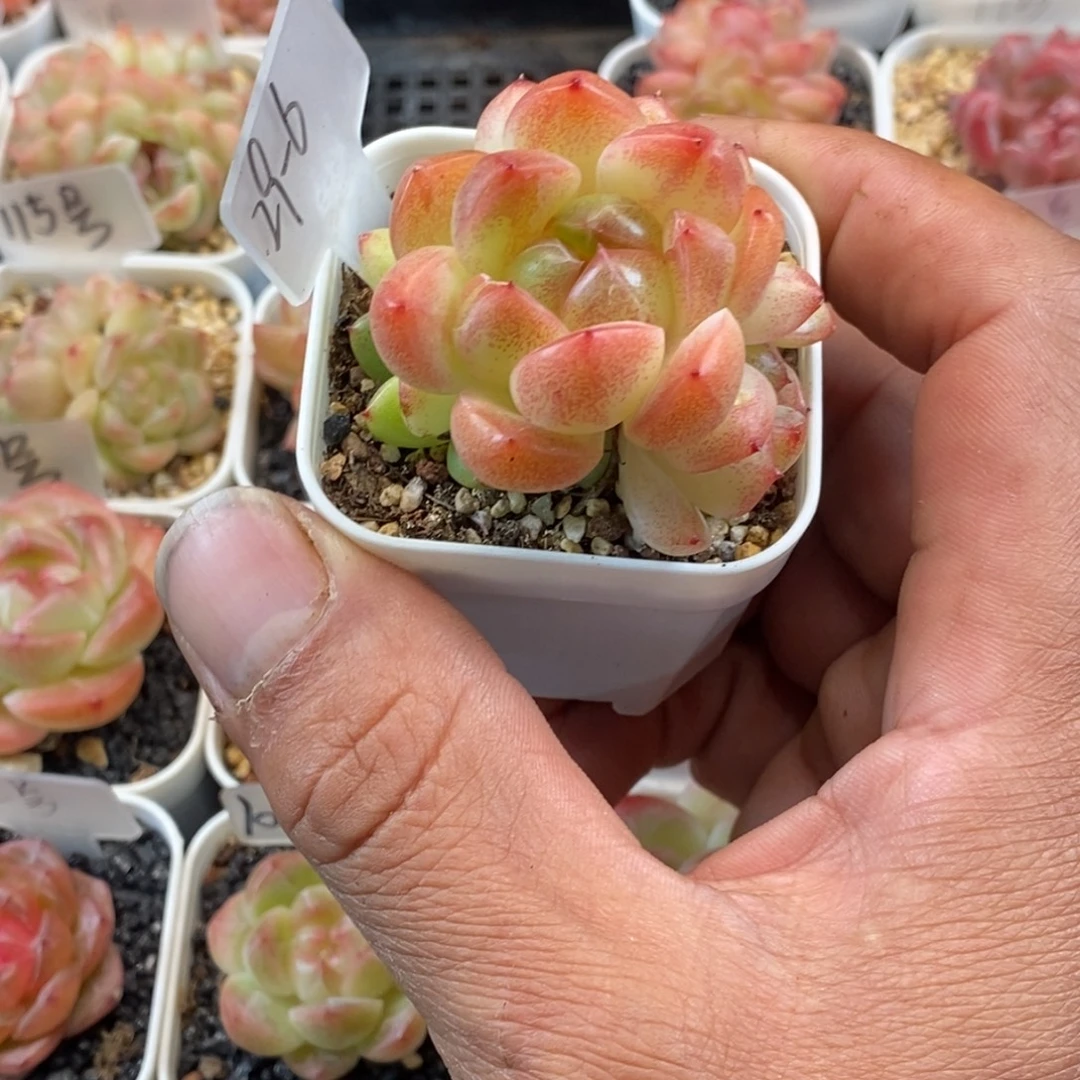 F***s天官赐福百无禁忌