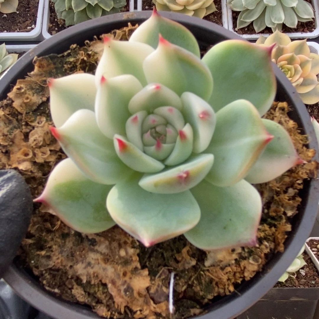 400锦锦锦锦锦锦锦锦