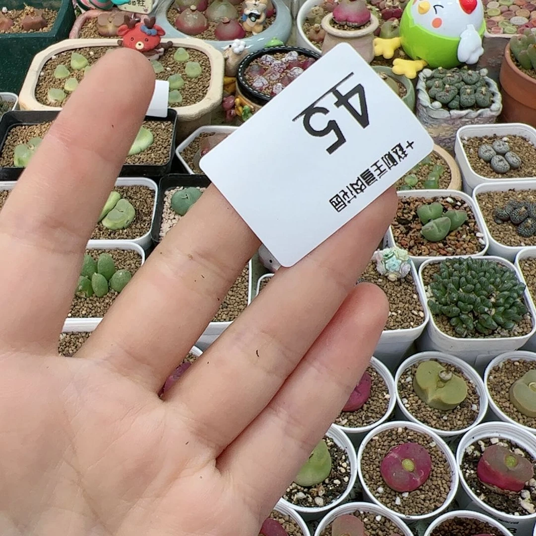 【闪购商品】琳**宝45 脱土