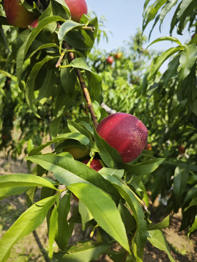 京东顺丰包邮 露天头茬砀山麻点黄肉大油桃 脆甜爽口 新鲜采摘