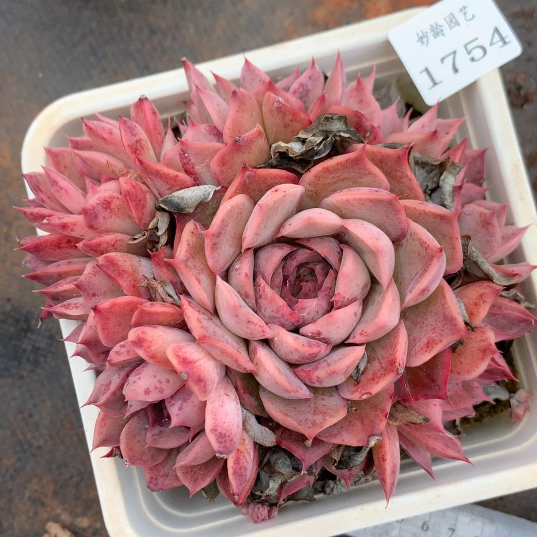 1754杂交精品基地13厘米