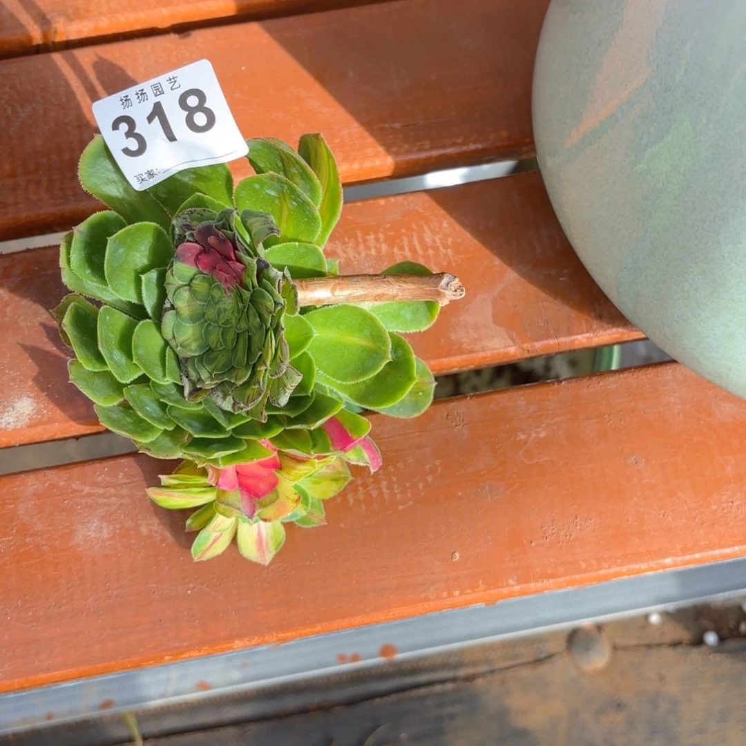 云*潇12345   318多肉法师