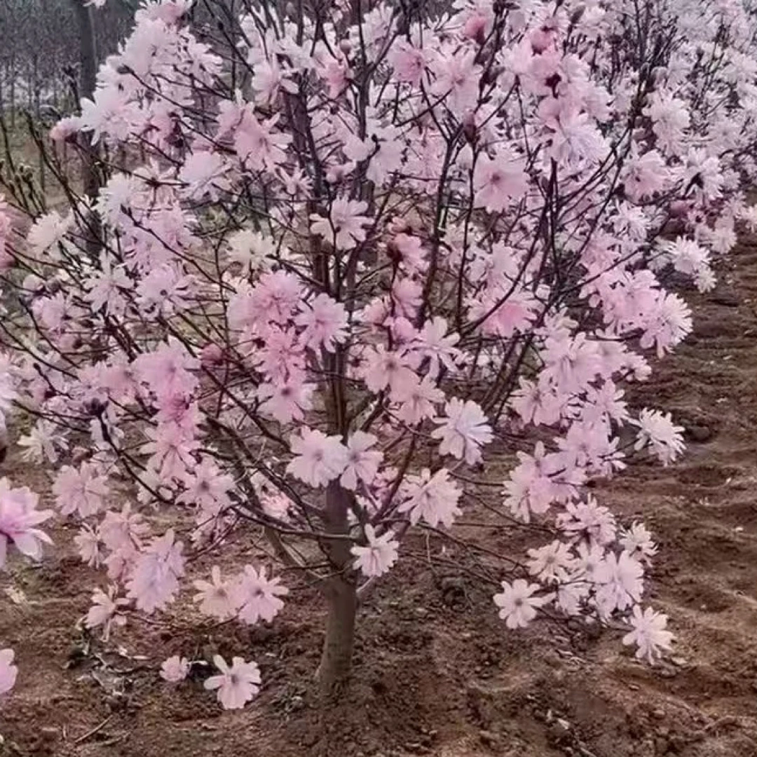 星花玉兰耐寒可庭院地栽室内盆栽观赏花卉