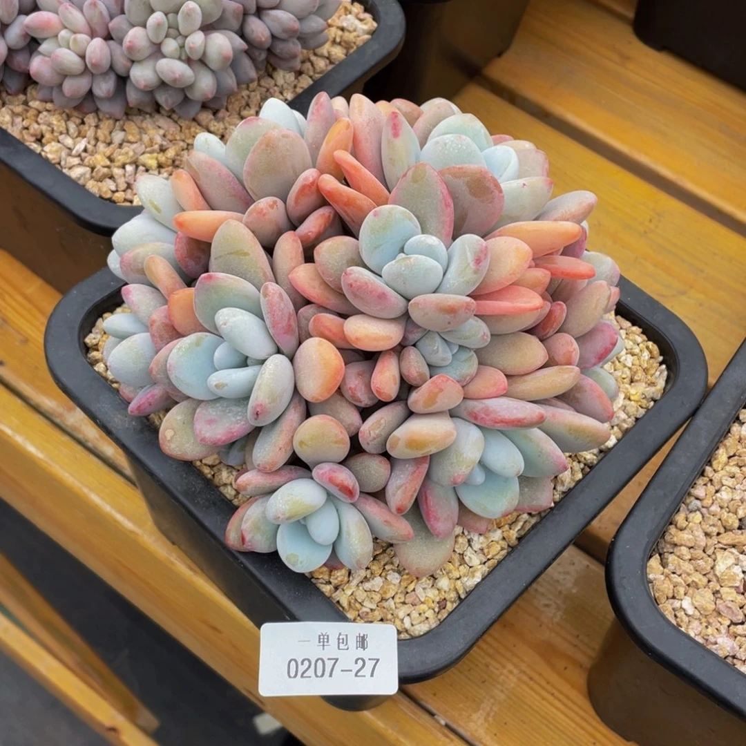 赵*0207-27-粉兔。。。。。