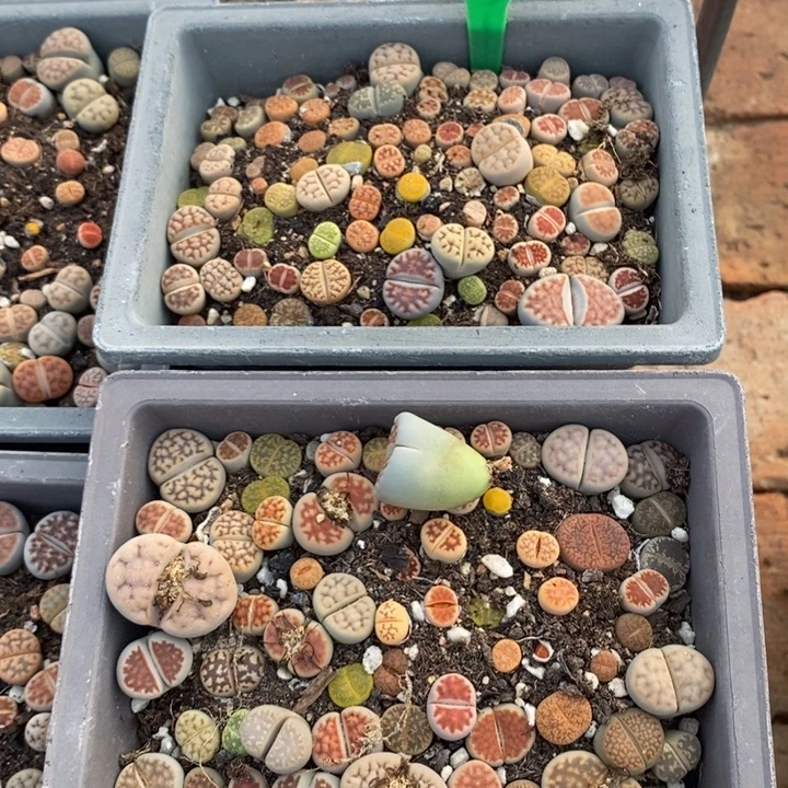 啵***啵生石花等植物的生长65652