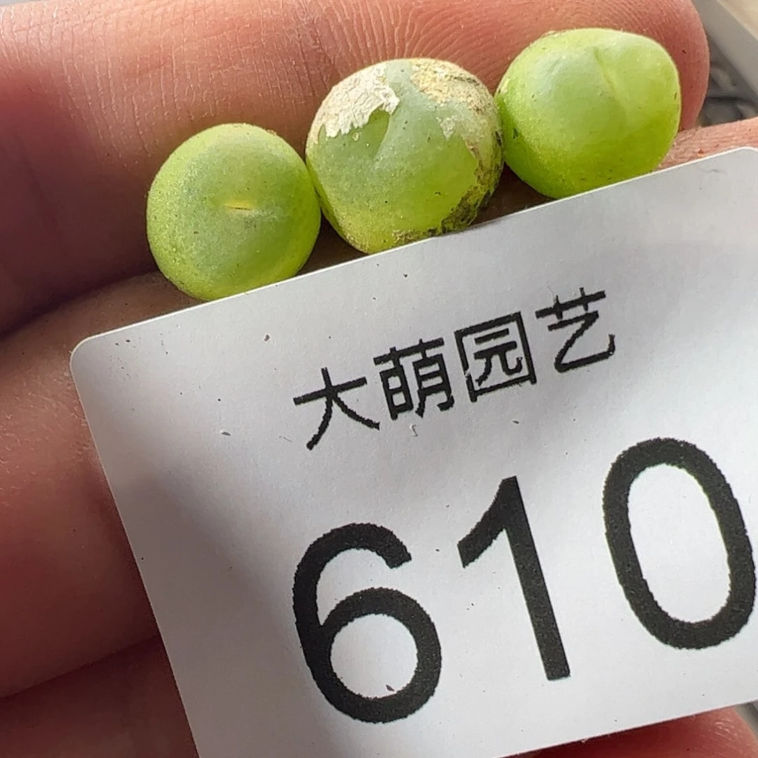 0000610 一物一拍微瑕福利
