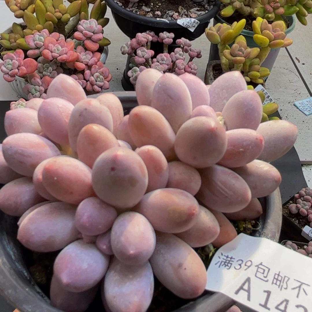 439汤圆奶酪6cm多肉植物