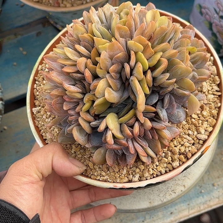 多肉植物一物一拍