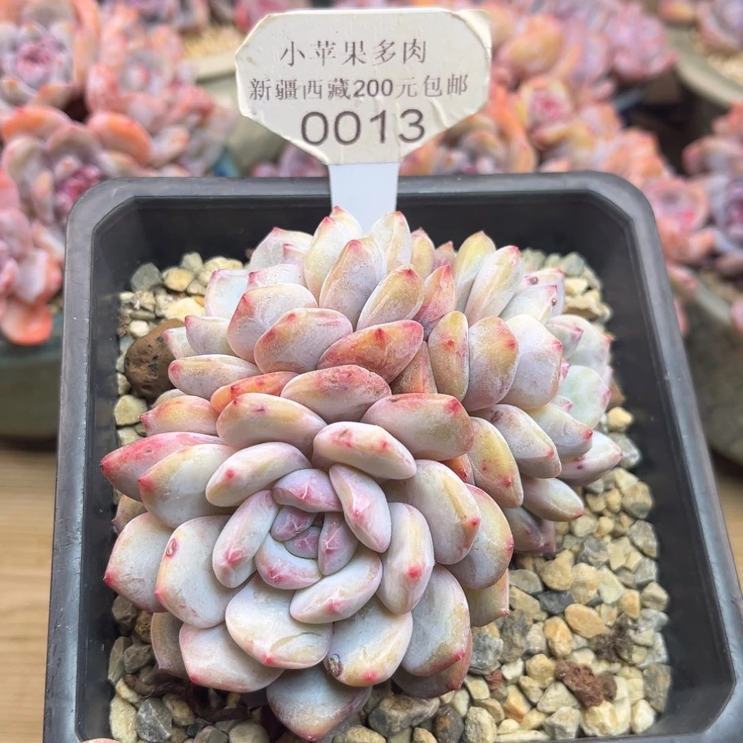 黄底紫心013/10cm3头