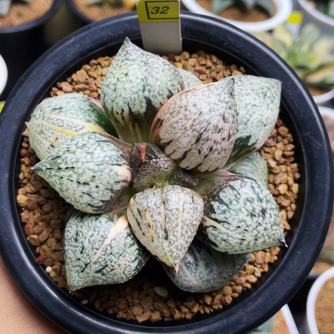 丸叶白银锦母本十二卷