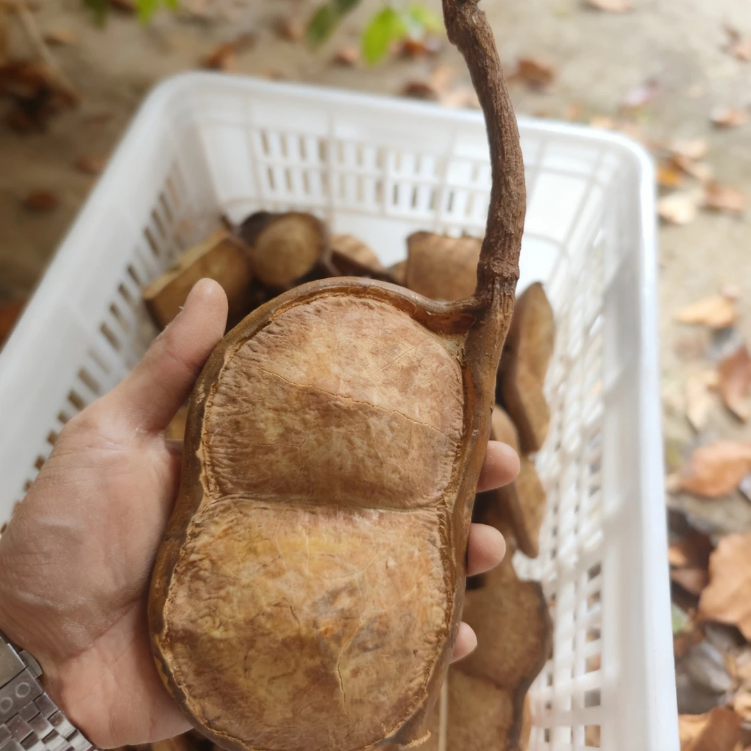 云南原生态榼藤大豆荚过江龙DIY材料