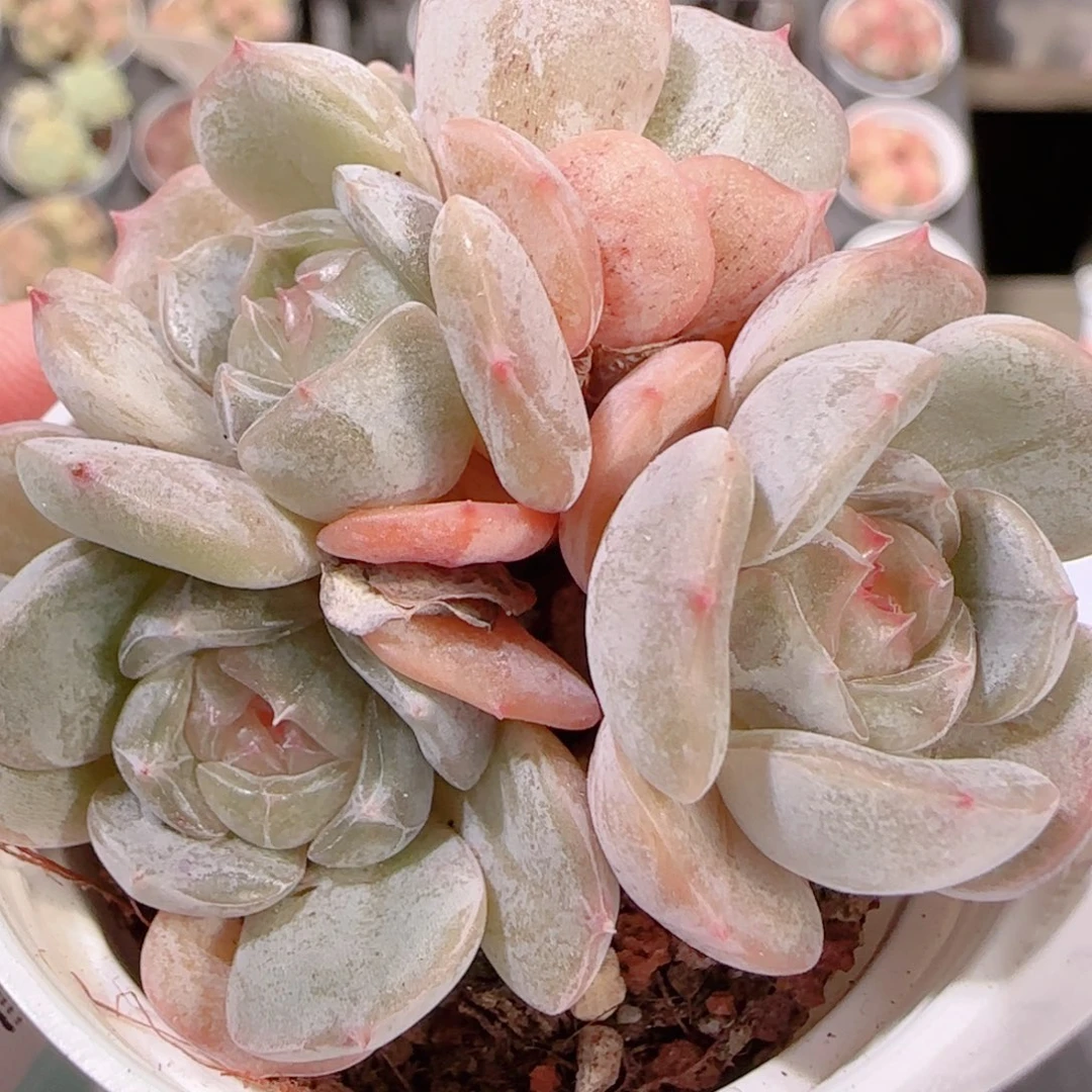 花语多肉1201-294白恋