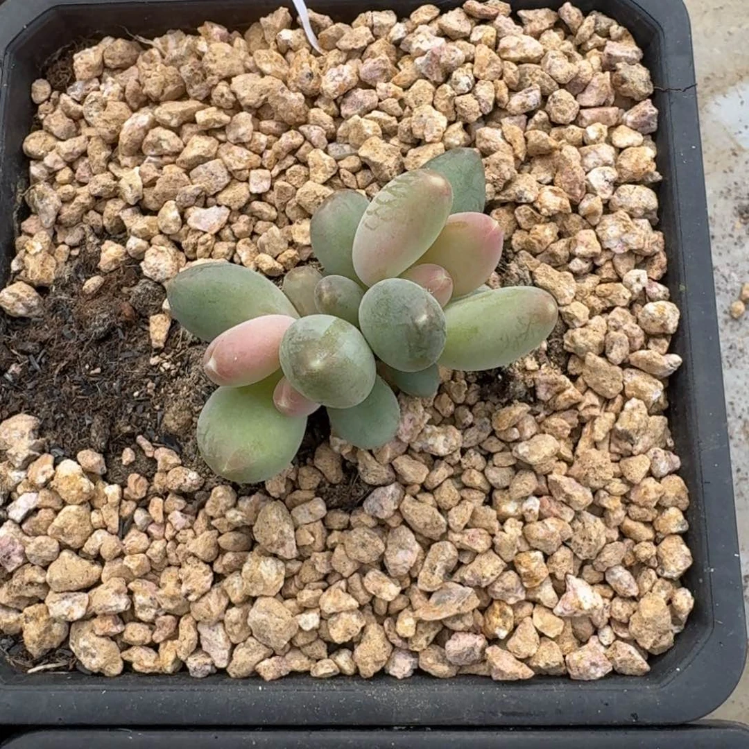 X系列美人新品 一物一拍