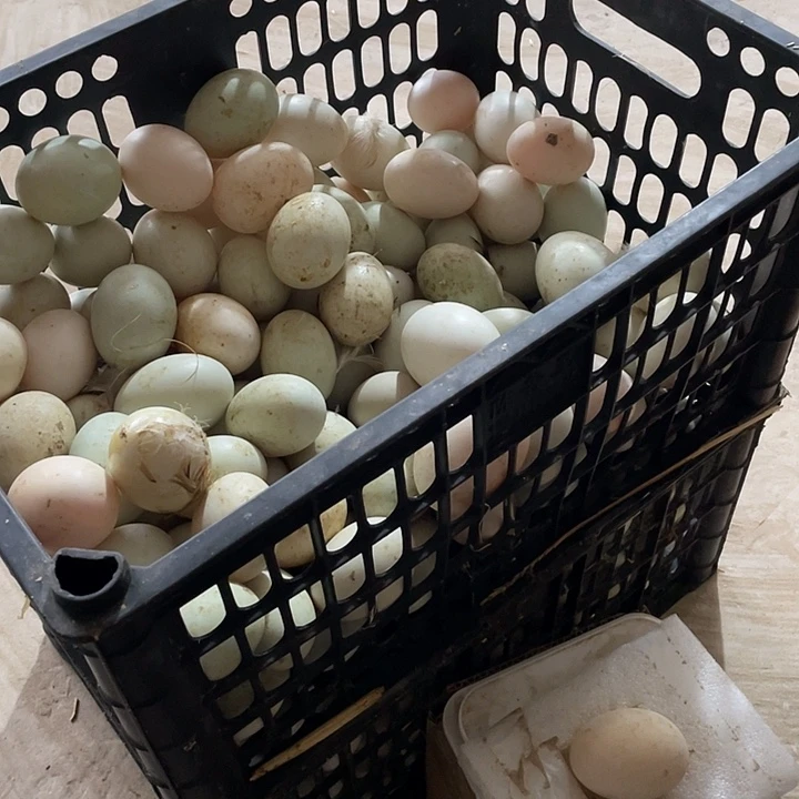 ****晨包装中国大陆30g鸭蛋