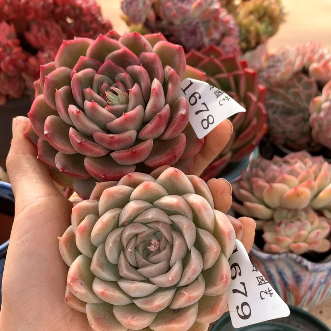 1678-1679两颗杂交多肉