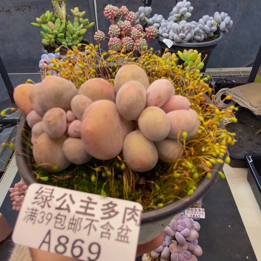869蛋黄奶多肉6c m