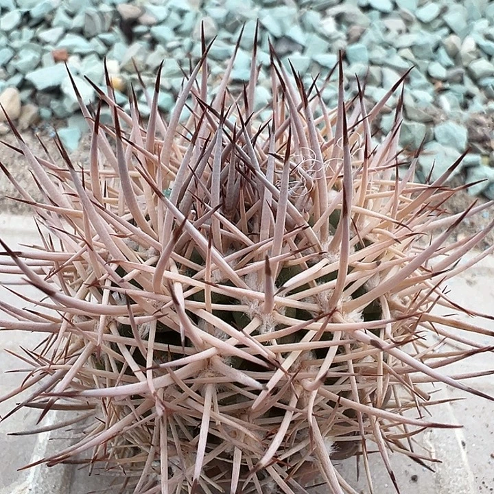 逆豹。苗接落地。