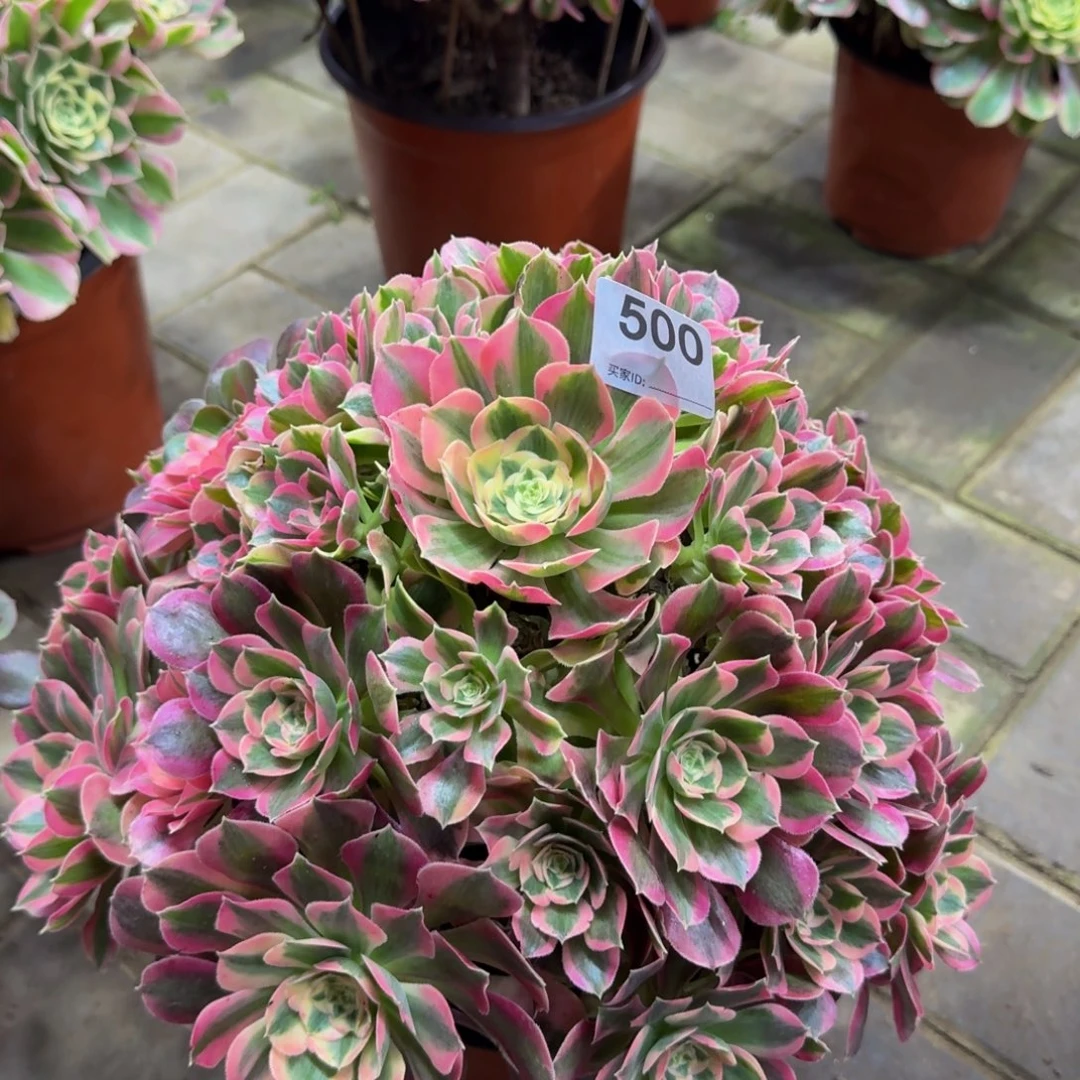 多肉植物500粉女郎