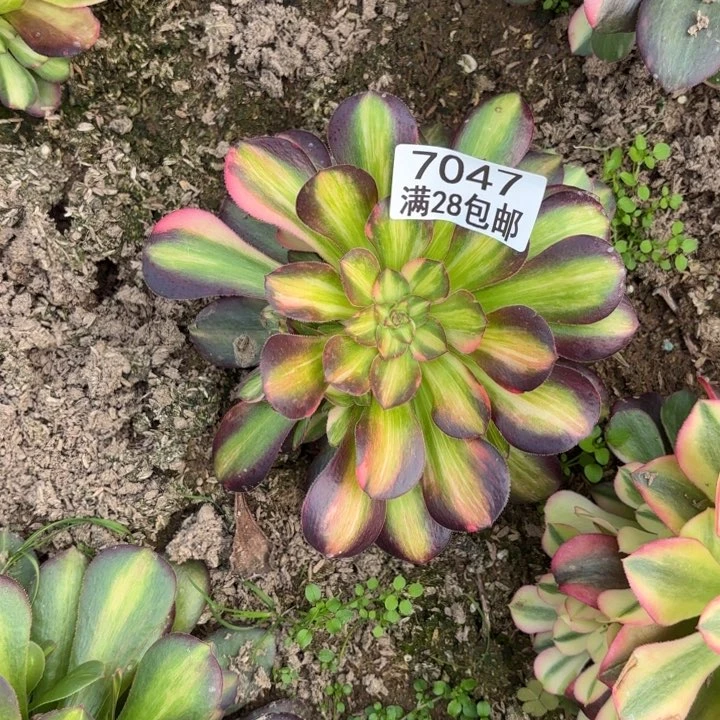 A. 7047七七彩拉丝多肉