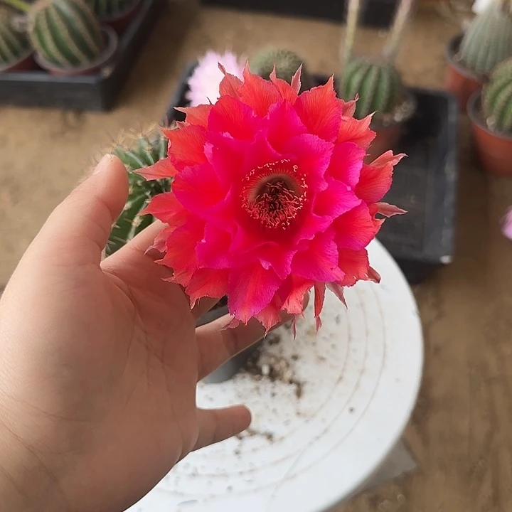 无花朵用****7带根彩草119