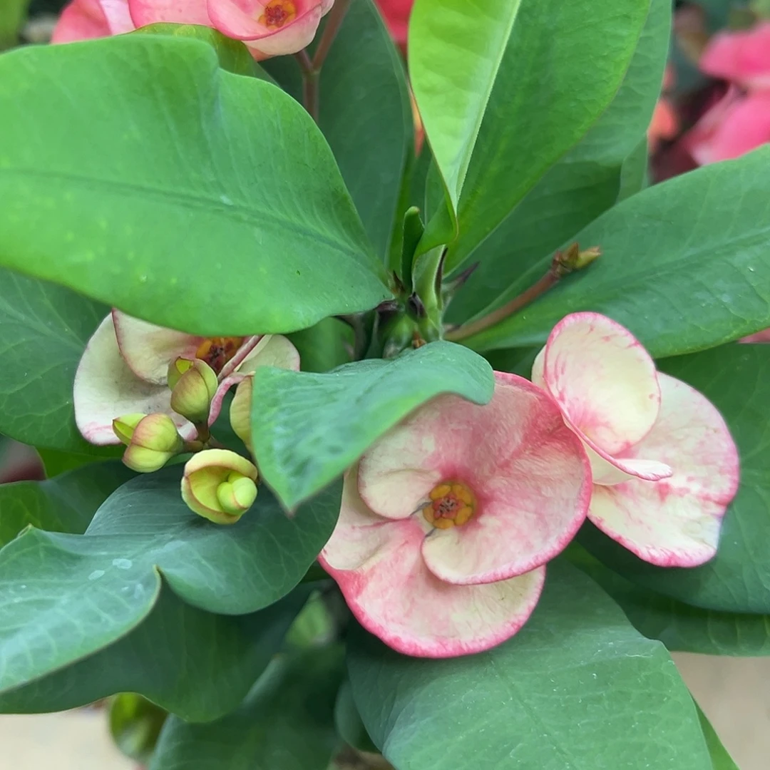 栋山女孩泰国大花虎刺梅