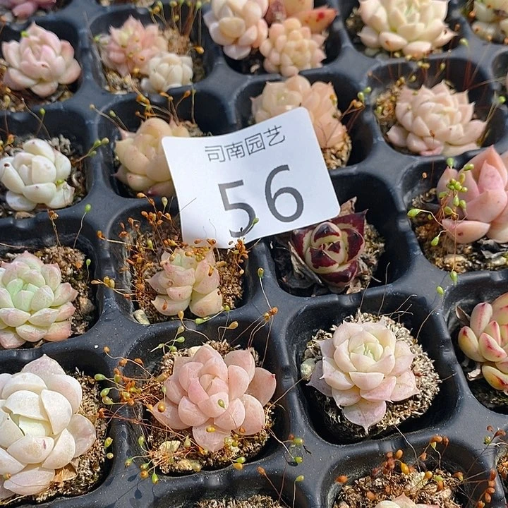 56多肉植物盆栽花卉盆栽