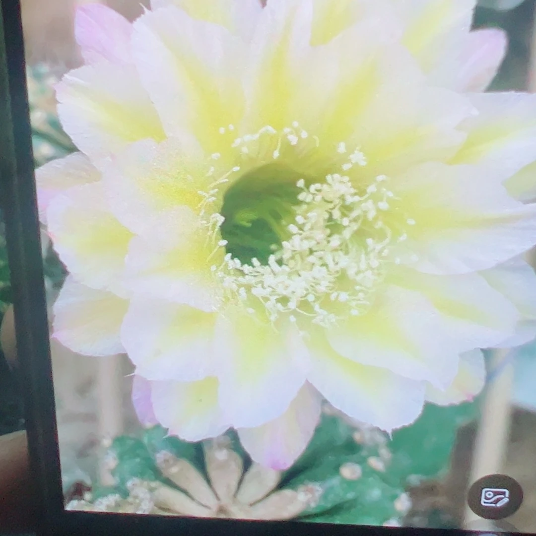 彩草 奶酪 侧芽 满20包邮