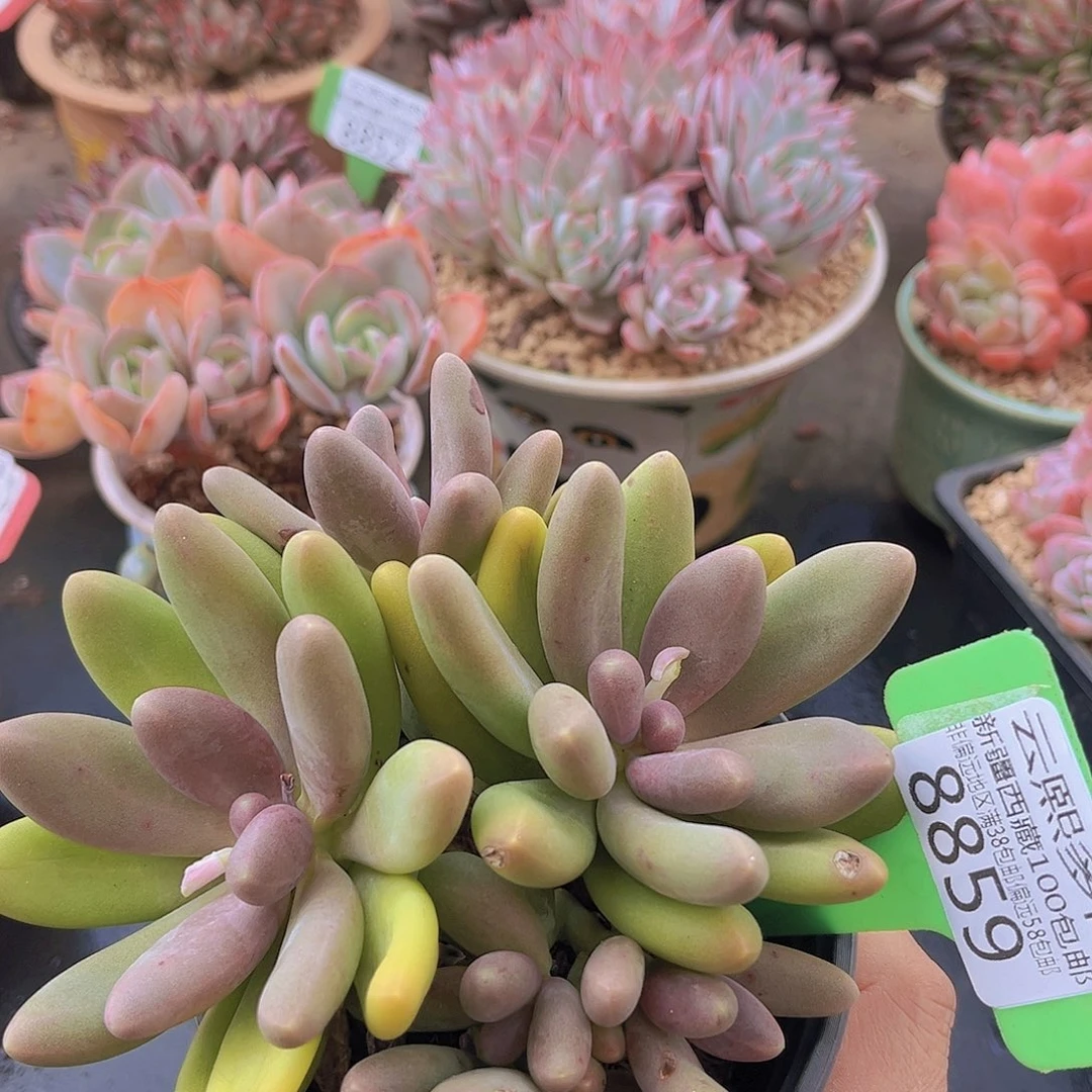 8859糖果美人多肉植物