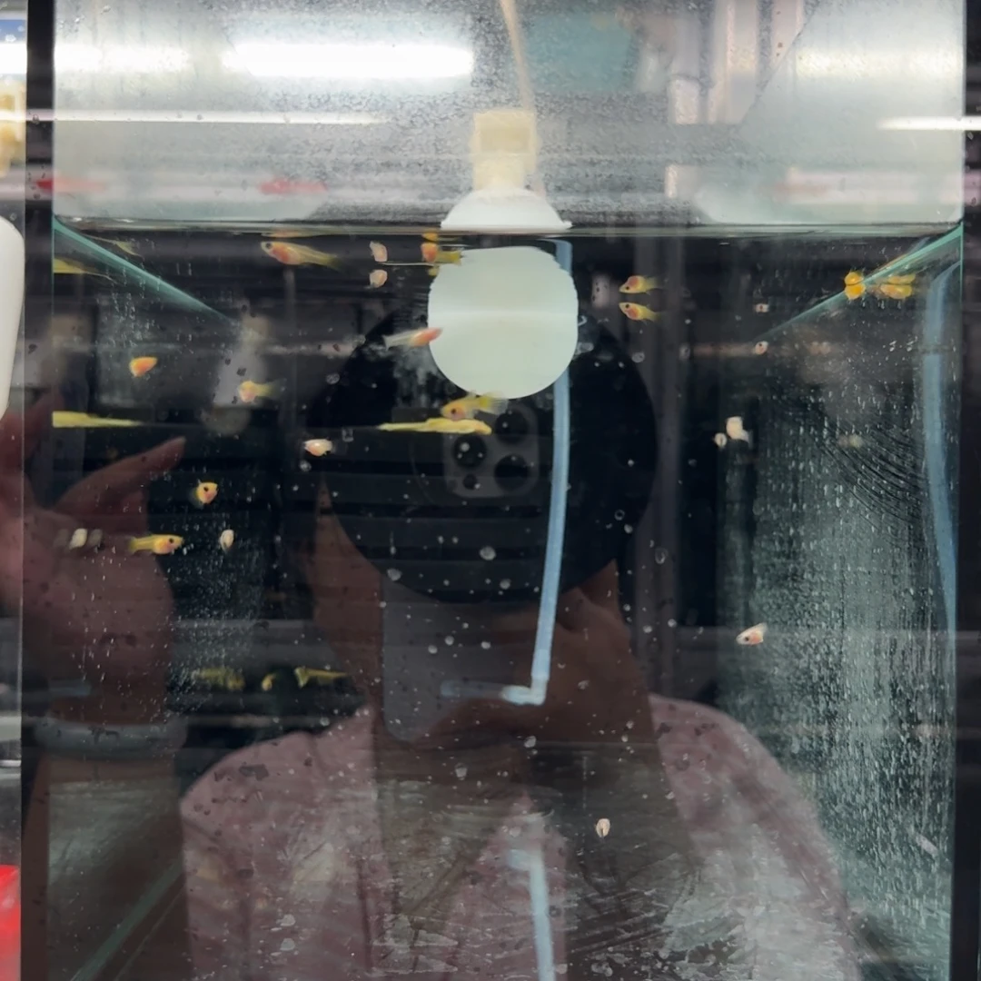 孔雀鱼黄肉蓝礼服玻璃猫鱼苗整缸18条