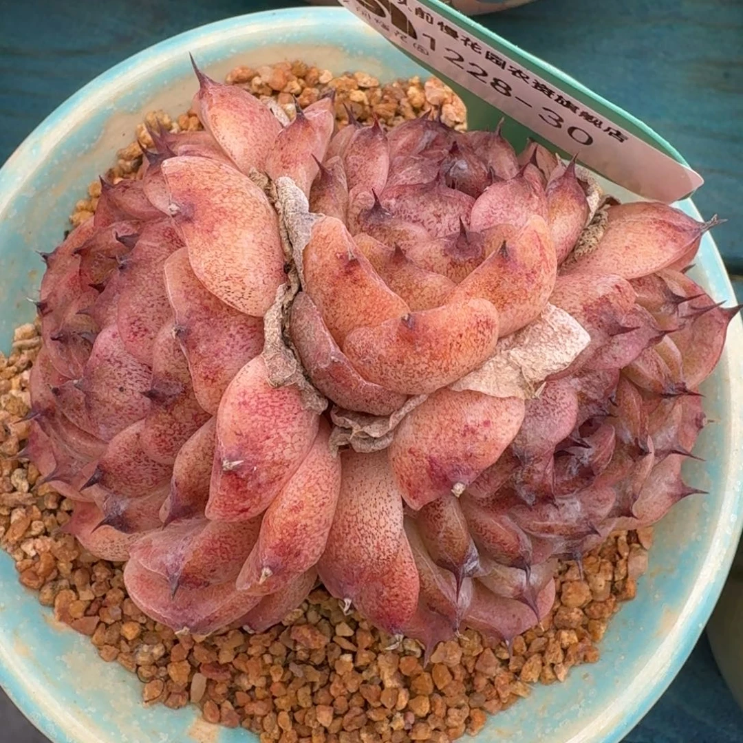 从前慢多肉编号1228-30