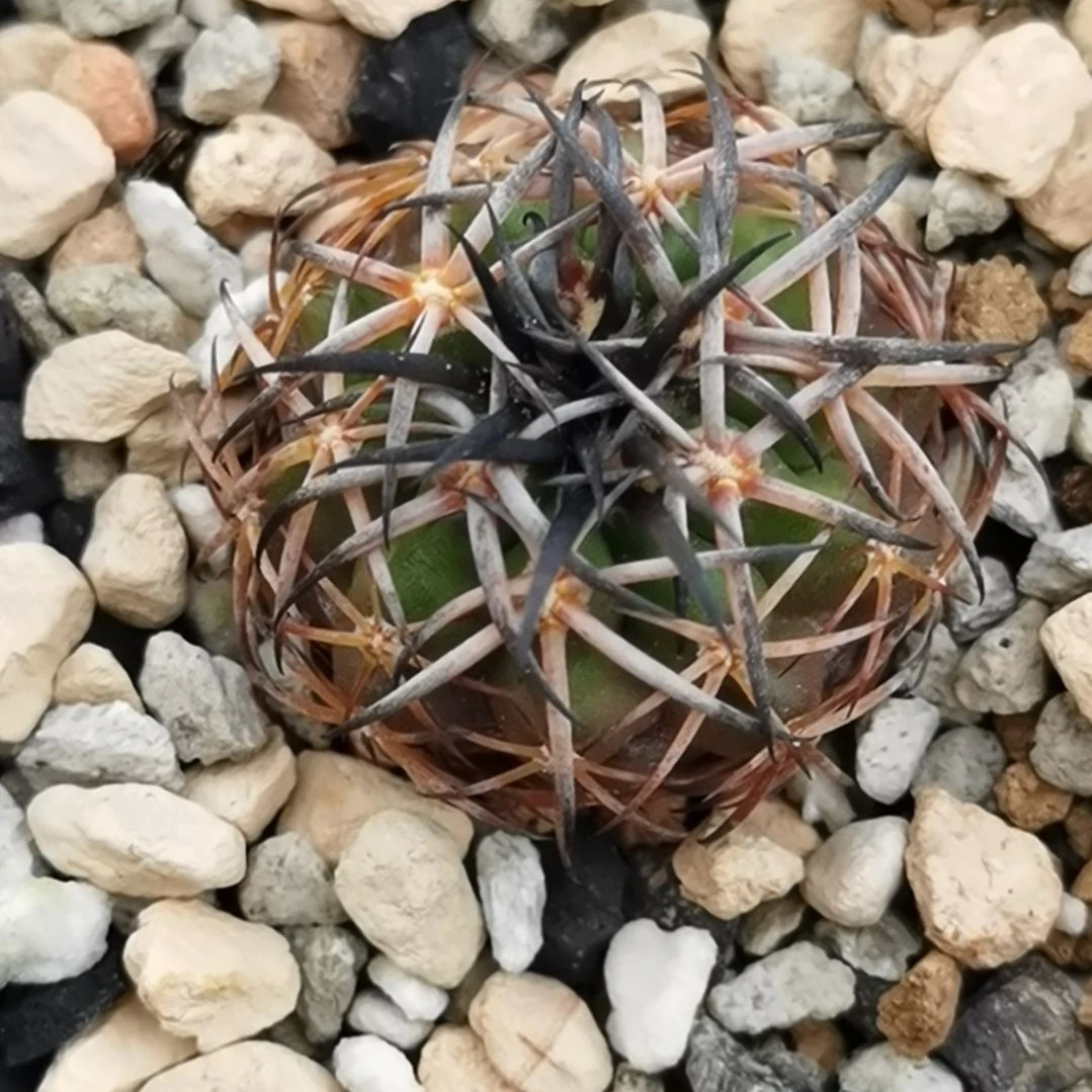 毅***果实生大型强黑刺圆盘玉一物一拍