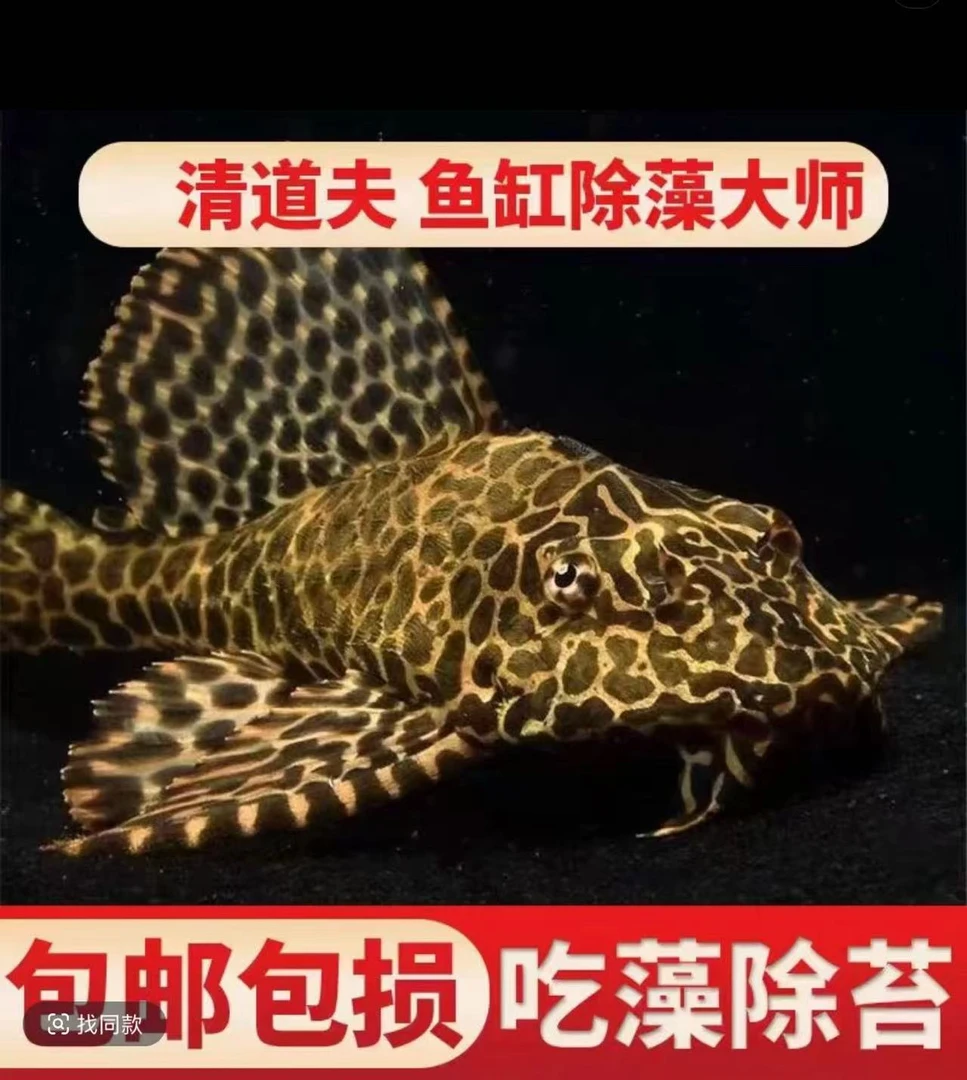 清道夫热带鱼观赏工具鱼黑色清道夫异形清洁活体