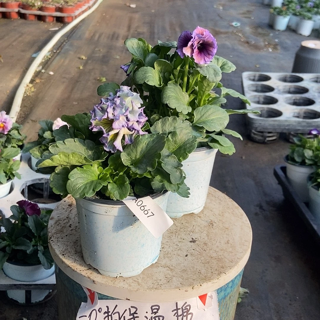 大部分花苞少量开放667