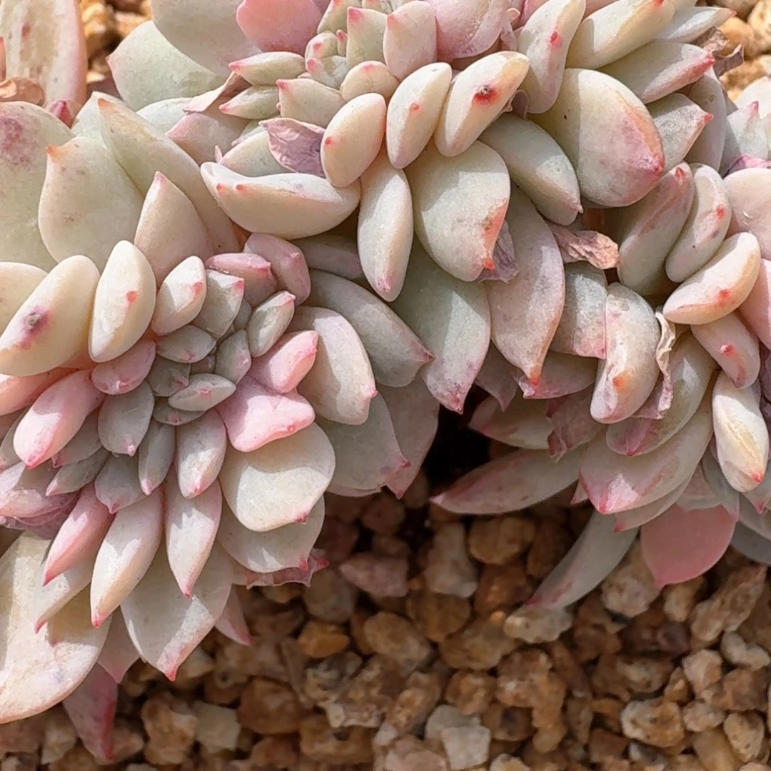 22.009多肉补运费