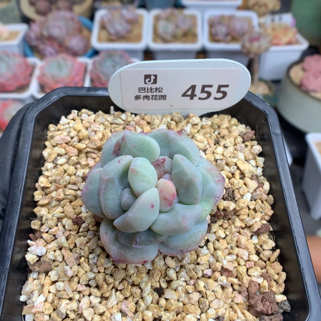 哈****?455 冰玉石化多肉