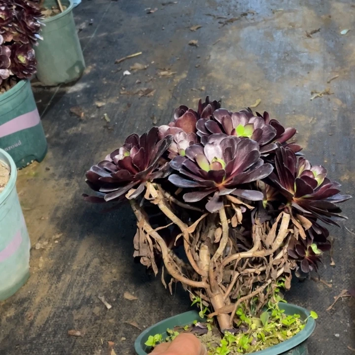 33忆江南多肉多肉植物多肉