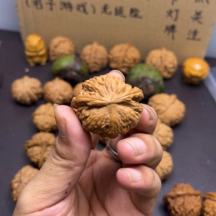 爱***月菩提籽类三棱小飞蛇
