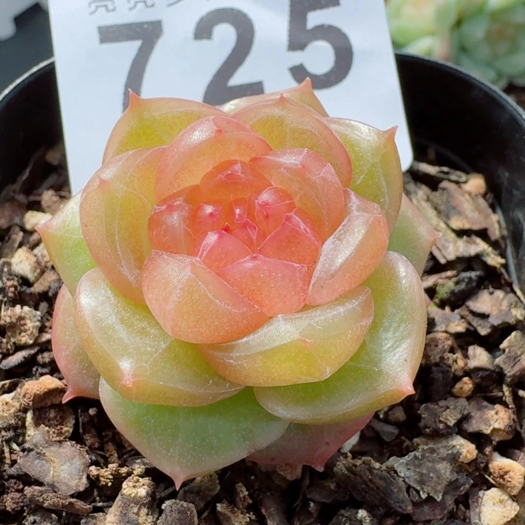 ****羯珍妮      愿你一路坦途，乘风破浪展宏图