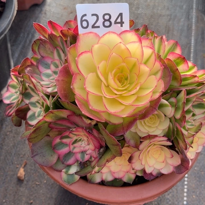 荔枝多肉发货发货