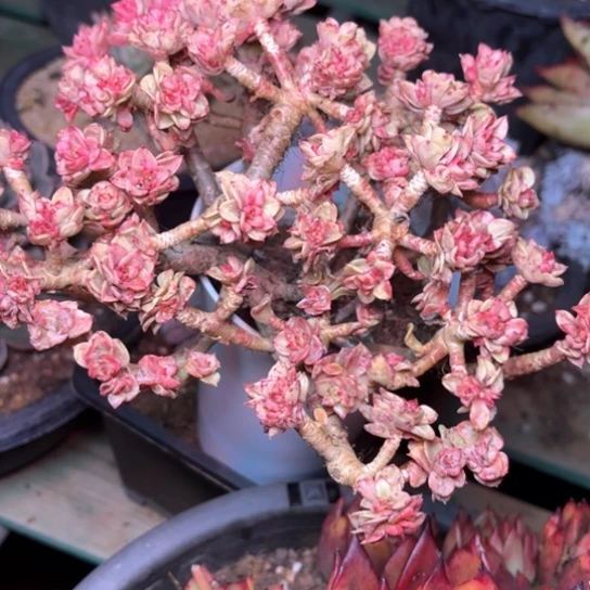 冬**芳多肉植物的植物
